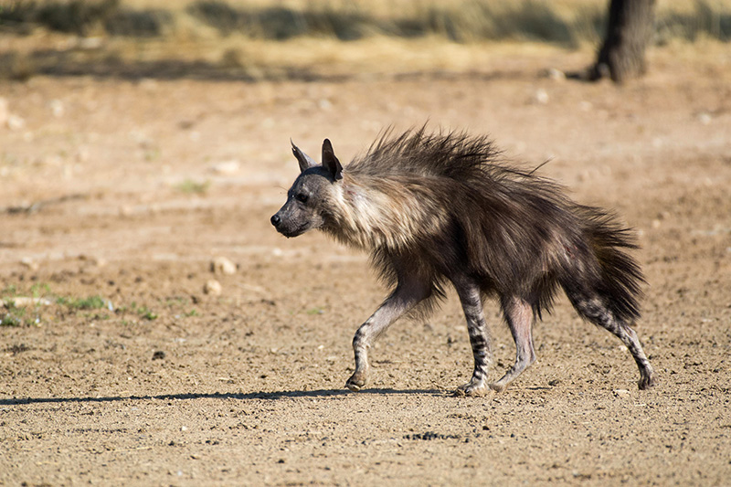 Hyène brune dans le parc transfrontalier Kgalagadi © Silvia Truessel/stockadobe.com
