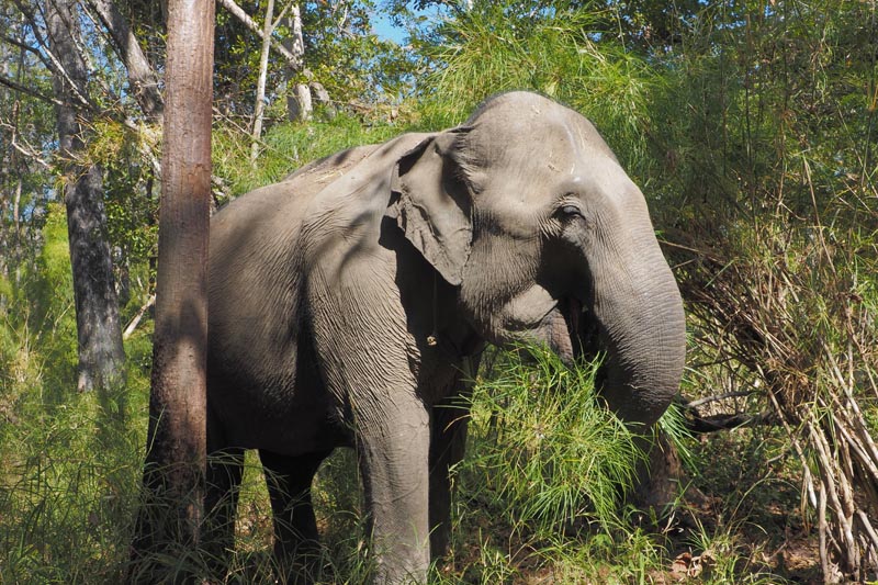 Un éléphant d'Asie dans le parc national de Yok Don - Vietnam © DorSteffen/stockadobe.com Un éléphant d'Asie dans le parc national de Yok Don - Vietnam © DorSteffen/stockadobe.com