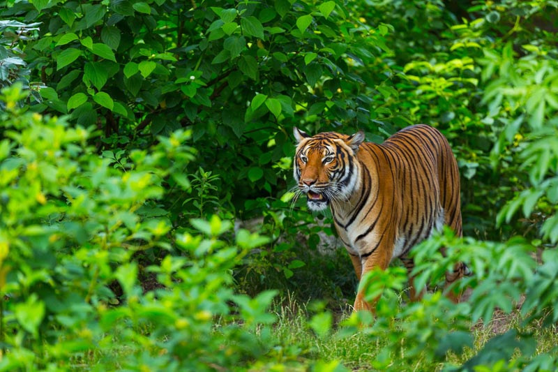 Le tigre d'Indochine © Juan Carlos Munoz/stockadobe.com Le tigre d'Indochine © Juan Carlos Munoz/stockadobe.com