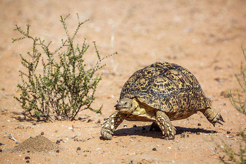 Tortue léopard dans le parc transfrontalier de Kgalagadi © PACO COMO/stockadobe.com