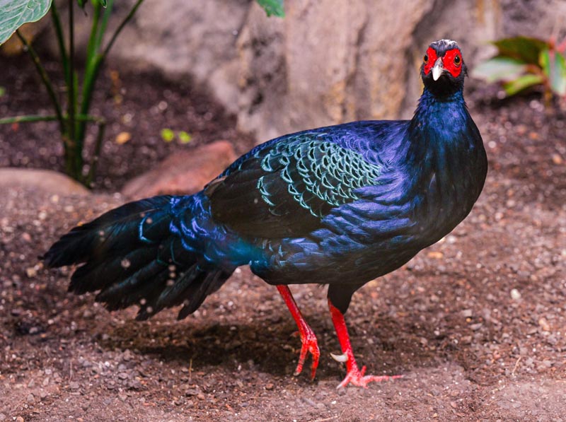 Le faisan d'Edwards © karlo54/stockadobe.com  Le faisan d'Edwards © karlo54/stockadobe.com