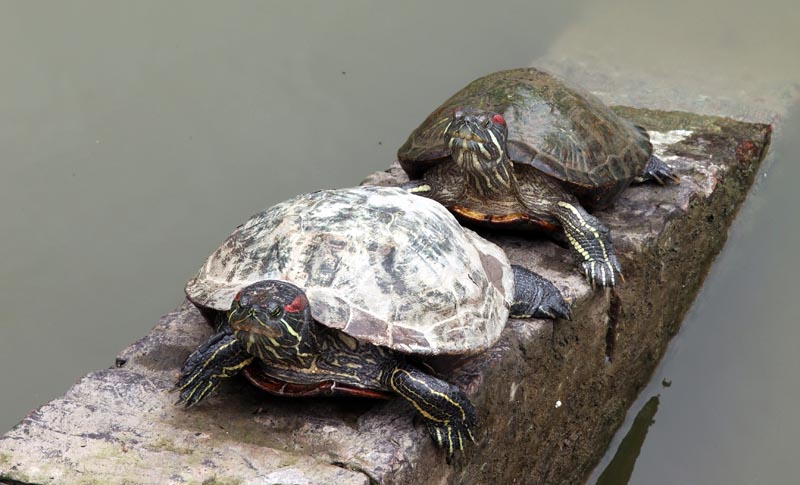 Les tortues à tempes rouges © Judith/stockadobe.com Les tortues à tempes rouges © Judith/stockadobe.com