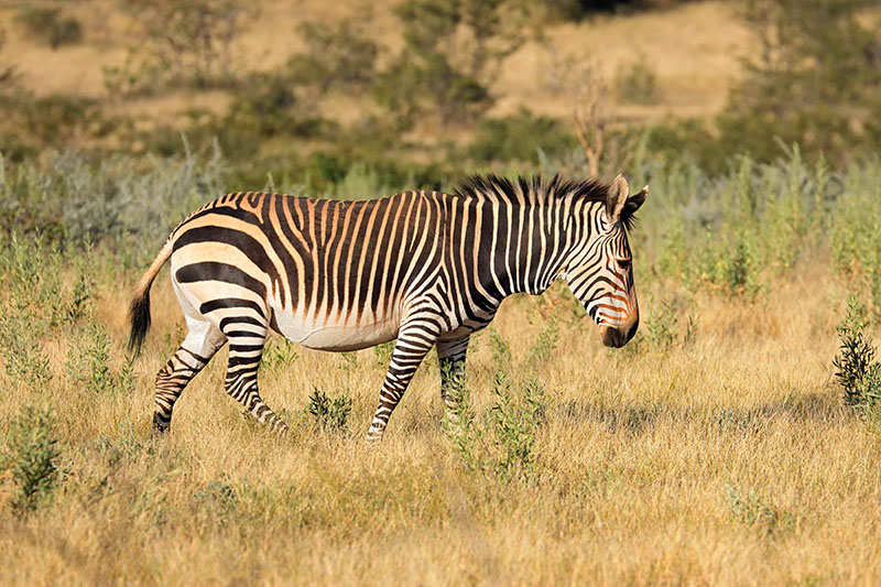 Zèbre de Hartmann dans le parc national d'Etosha © EcoView/stockadobe.com