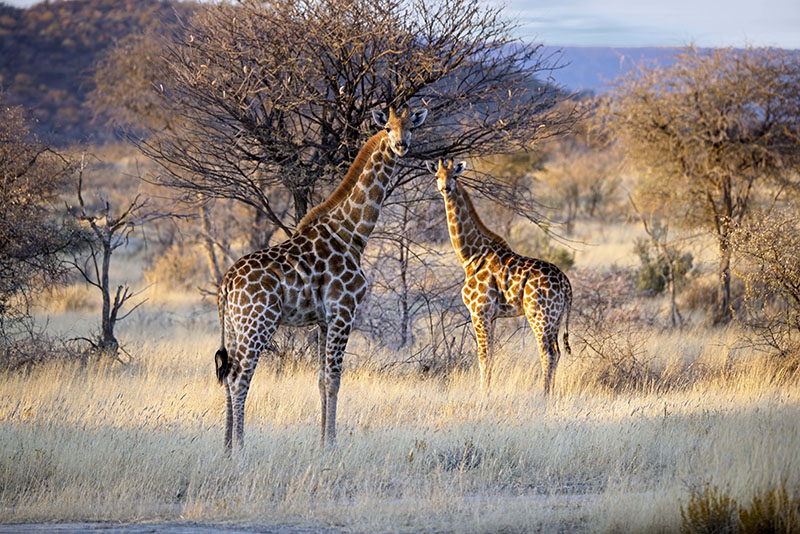 Girafes d'Angola à Etosha © Miroslav Srb/stockadobe.com