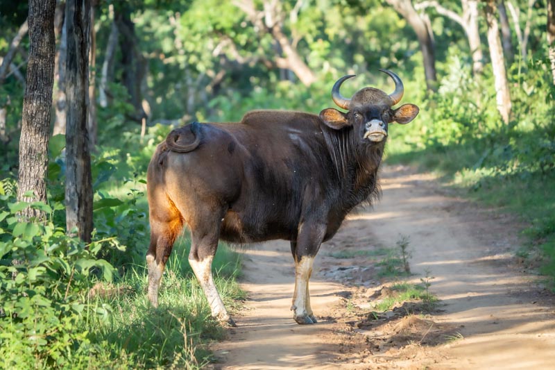 Le gaur © Banu/stockadobe.com Le gaur © Banu/stockadobe.com