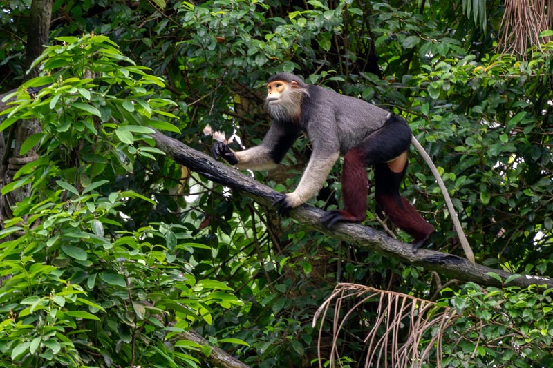 Le langur de Douc © David/stockadobe.com Le langur de Douc © David/stockadobe.com