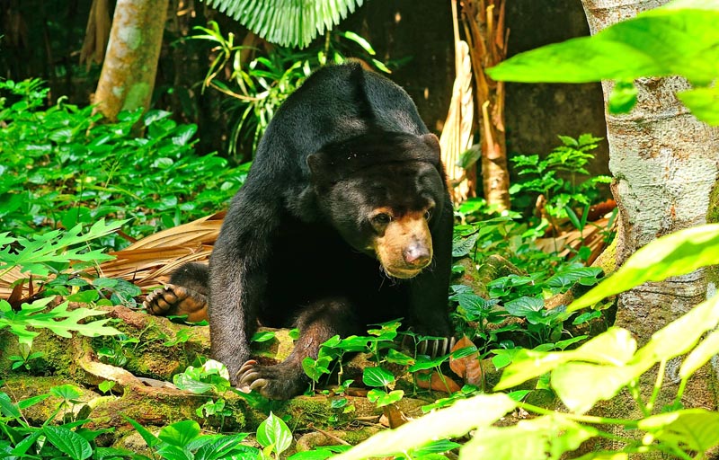 L'ours du soleil © nyiragongo/stockadobe.com L'ours du soleil © nyiragongo/stockadobe.com