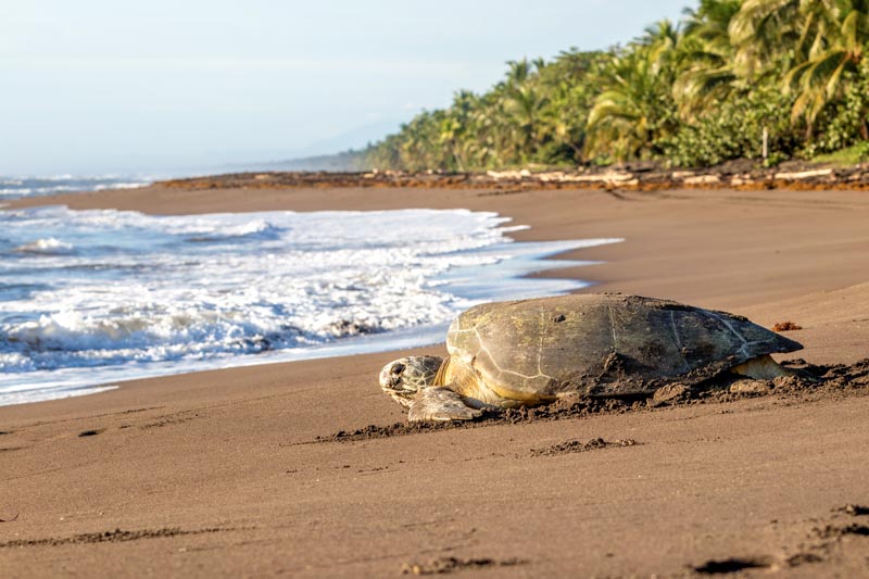 Une tortue verte retournant dans l'eau sur une plage de Tortuguero - Costa Rica &copy; Kenneth Vargas/stockadobe.com 