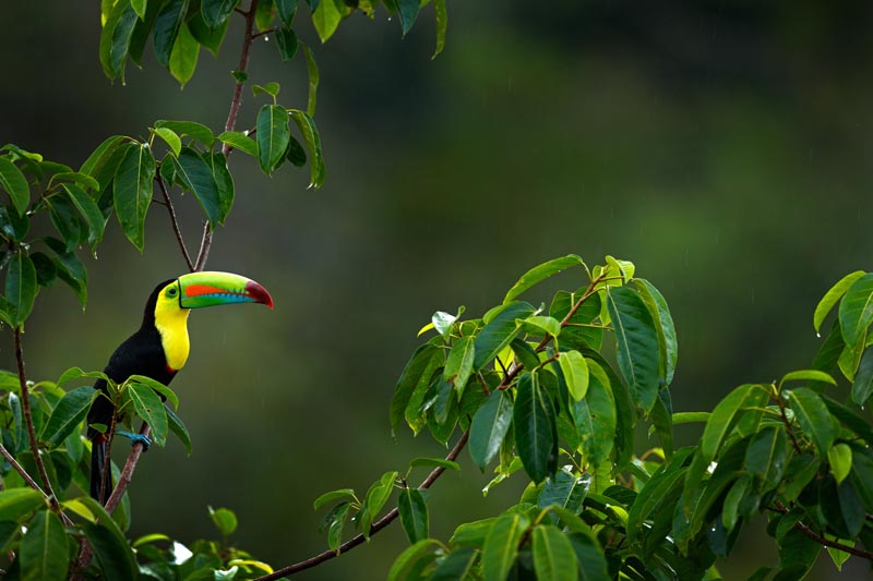 Toucan dans une for&ecirc;t du Costa Rica &copy; ondrejprosicky/stock.adobe.com