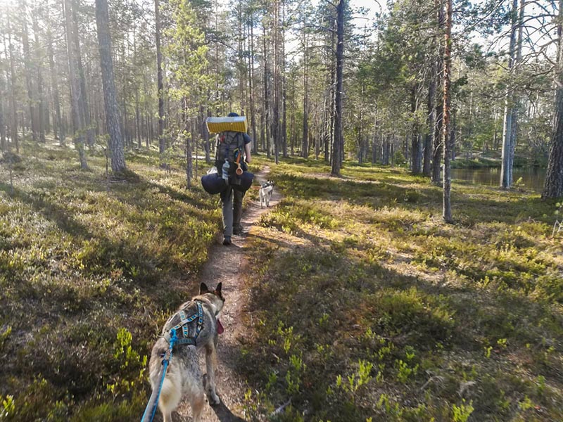 Cani-rando dans le parc national de Hossa - Laponie - Finlande &copy; N. F. 