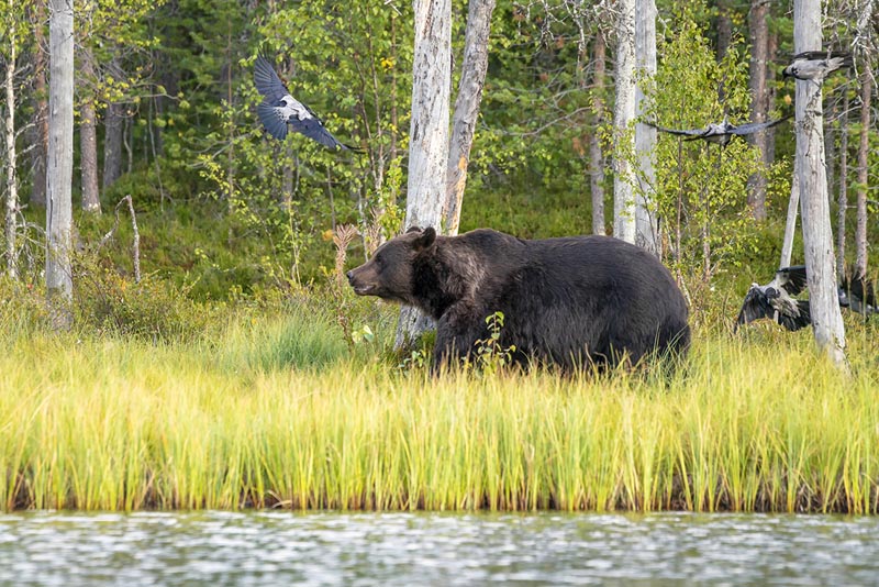 Observation de l'ours brun dans la r&eacute;gion de Kuhmo - Finlande &copy; Albert/stock.adobe.com 