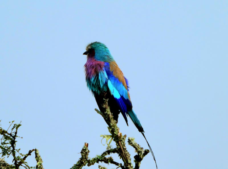 Oiseau dans le marais de Mabamba - Ouganda &copy; Solange