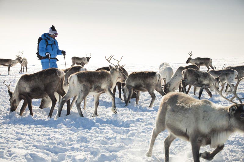 Visite d'un &eacute;levage de rennes sur les Hauts Plateaux de Kilpisjarvi - Laponie - Finlande &copy; Visitfinland 