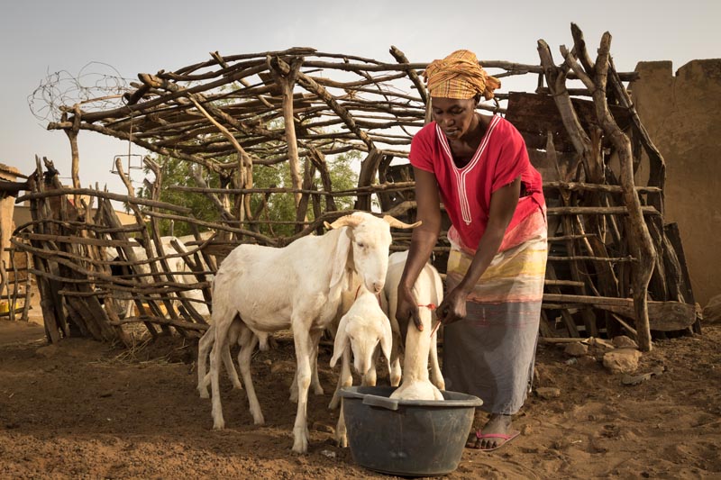 Éleveuse de chèvres au Sénégal © agence Zeppelin Éleveuse de chèvres au Sénégal © agence Zeppelin