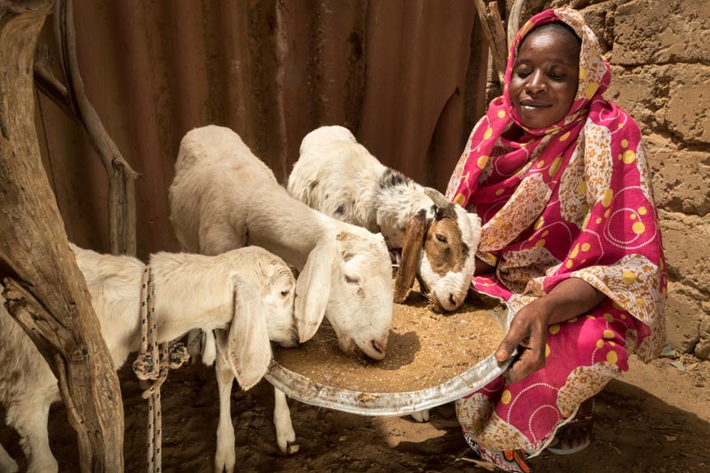 Éleveuse de chèvres au Sénégal © agence Zeppelin Éleveuse de chèvres au Sénégal © agence Zeppelin