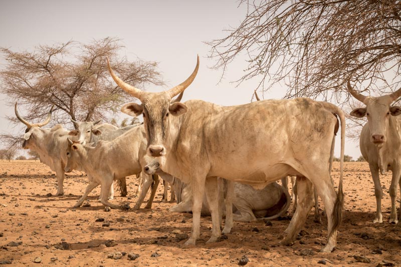 Groupe de zébus au Sénégal © agence Zeppelin 