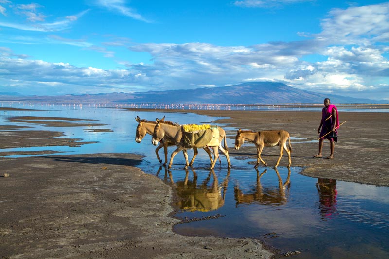 Un Massai avec ses &acirc;nes au lac Natron en Tanzanie &copy; Michel & Christine Denis Huot/hemis.fr