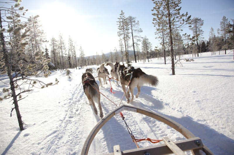 Balade en tra&icirc;neau tir&eacute; par des chiens dans les Hauts Plateaux de Kilpisjarvi - Laponie - Finlande &copy; Visitfinland