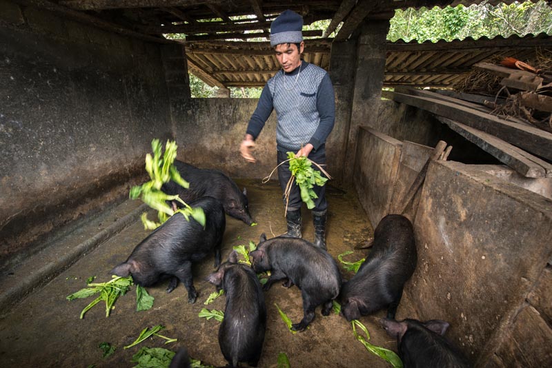 Éleveur de cochons au Vietnam © agence Zeppelin Éleveur de cochons au Vietnam © agence Zeppelin