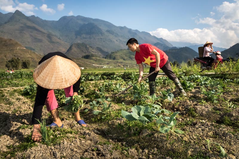 Paysans labourant les champs au Vietnam © agence Zeppelin Paysans labourant les champs au Vietnam © agence Zeppelin