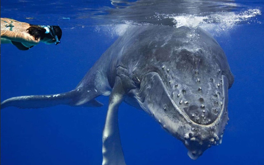 Rencontre entre une baleine à bosse et Valérie Valton © Valérie Valton/S. N. Rencontre entre une baleine à bosse et Valérie Valton © Valérie Valton/S. N.