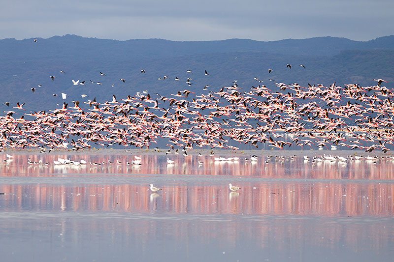 Flamants roses sur les rives du lac Manyara - Tanzanie