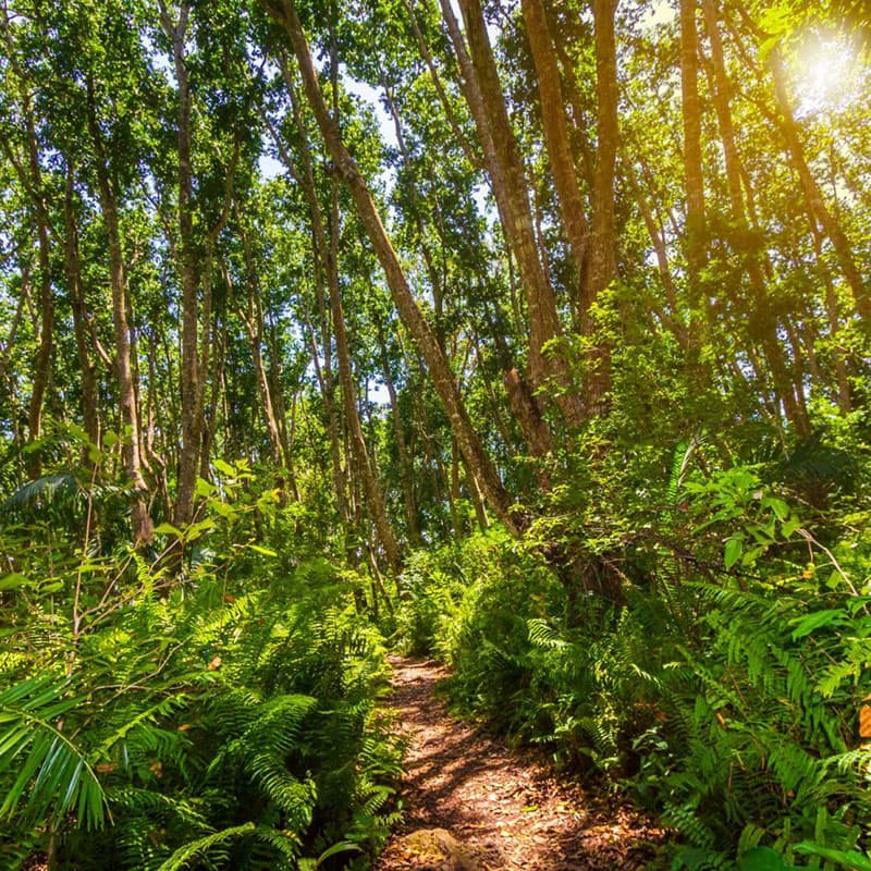 Jungle au parc national Jozani Chwaka Bay © Sander Meertins/adobe.com