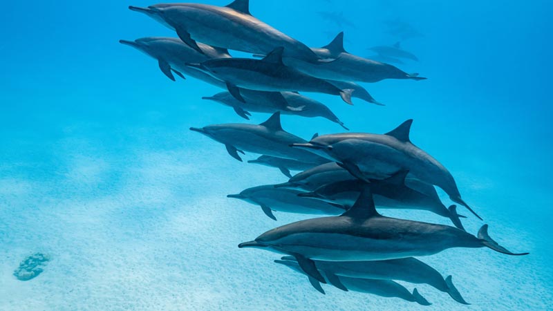 Banc de dauphins à long bec dans le lagon de Sataya en Égypte © Valérie Valton/S. N. Banc de dauphins à long bec dans le lagon de Sataya en Égypte © Valérie Valton/S. N.