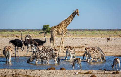 Animaux dans le parc d'Etosha en Namibie © Leonardo Spencer/fotolia.com