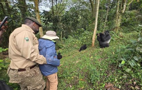 Rencontre entre Solange et les gorilles des montagnes à Bwindi - Ouganda © Solange