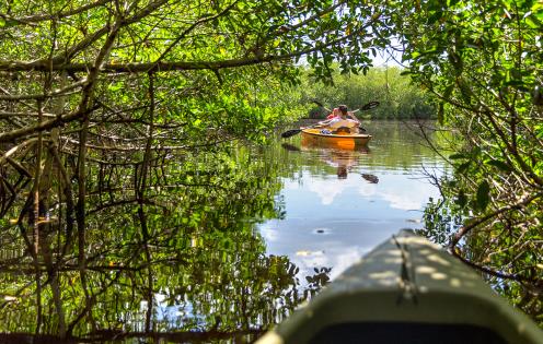 Balade en canoë dans la mangrove des Keys en Floride - États-Unis © Mariakray/stock.adobe.com