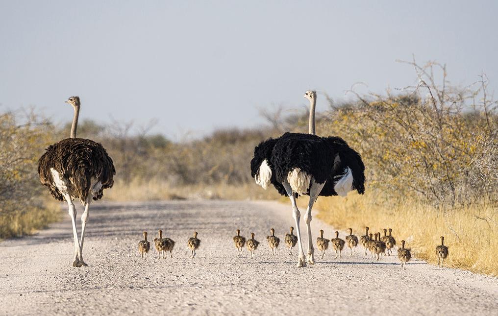 Famille d’autruches dans la région d'Oshikoto en Namibie © C.M.M./stock.adobe.com