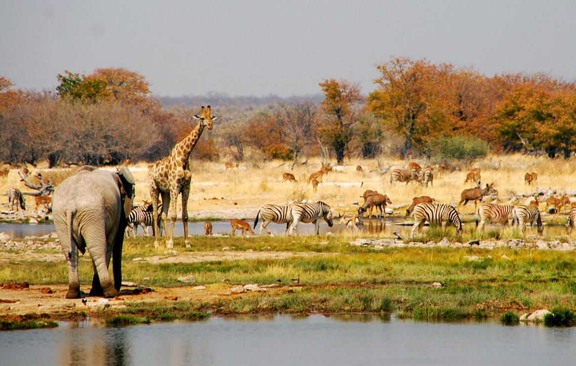 Animaux sur un point d’eau dans le parc national d’Etosha en Namibie © Yann Guiguen