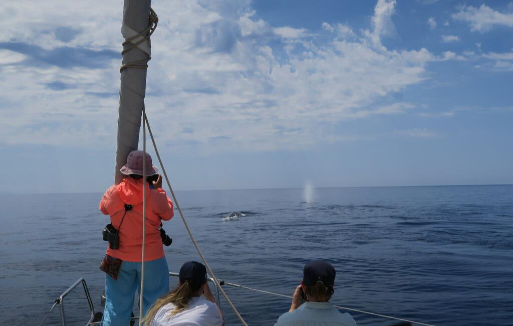 Observation des rorquals © Justine Cadot