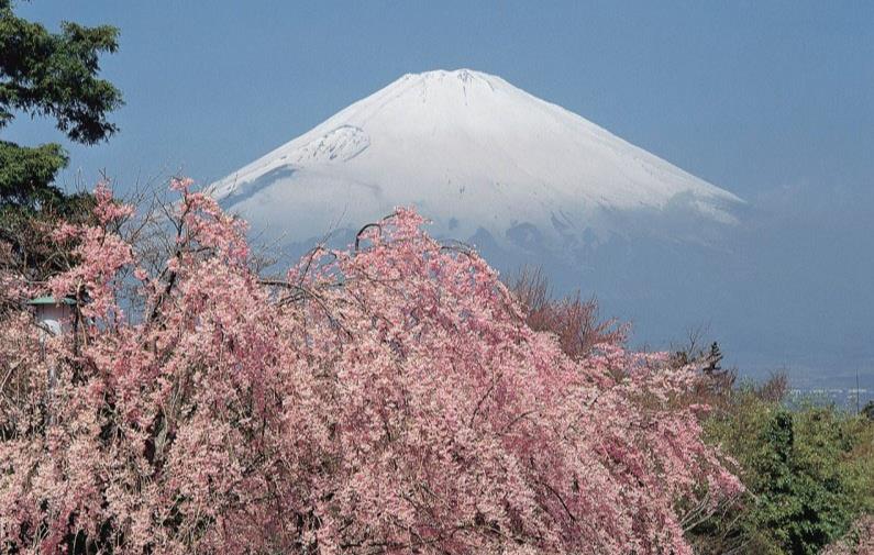 Cerisiers en fleur dans la région de Shizuoka - Japon © JNTO Japan National Tourism Organization OT