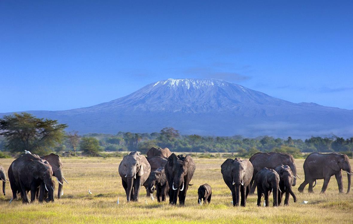 Éléphants dans le parc national du Kilimandjaro en Tanzanie © Andrzej Kubik/fotolia.com