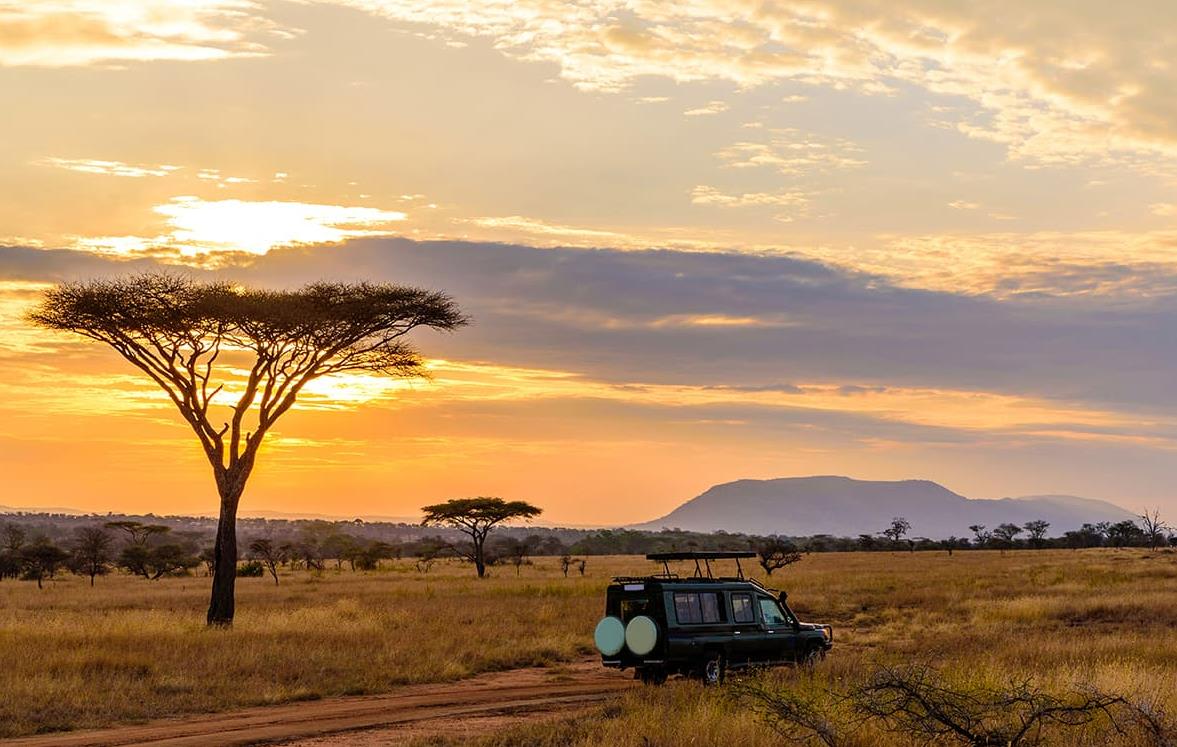 Safari dans le parc du Serengeti - Tanzanie © Simon Dannhauer/stock.adobe.com