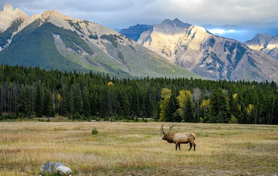 Wapiti dans le parc national de Jasper - Alberta - Canada © Zsuzsanna/stock.adobe.com