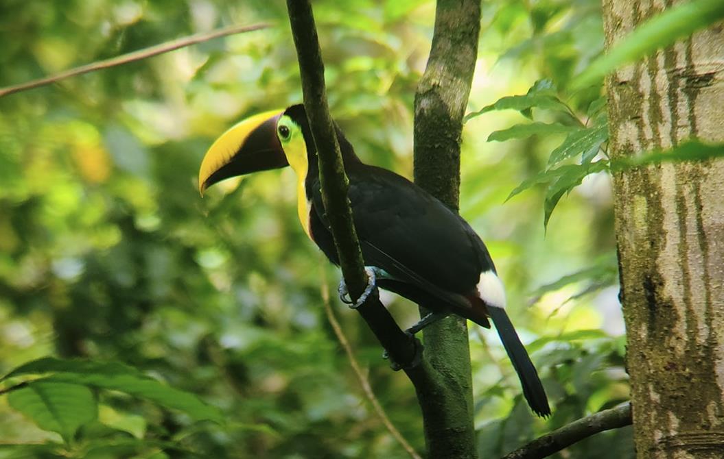 Un toucan à la station Sirena dans le parc national Corcovado - Costa Rica © Laetitia Ferreira