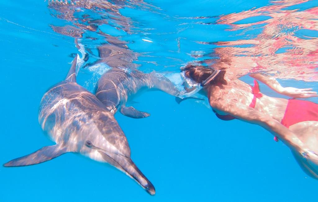 Nomade Aventure et Valérie Valton engagés pour la protection des dauphins en mer Rouge