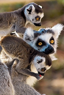 Voyages en famille