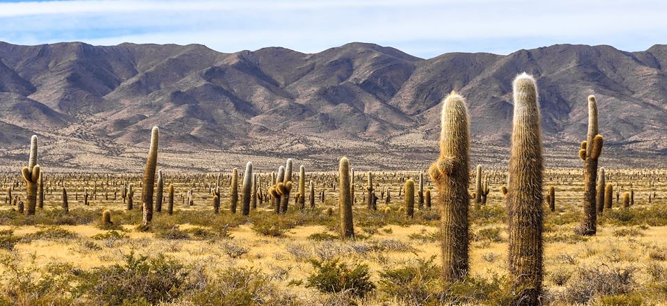 Autotour en Argentine pour profiter de la splendeur du Nord-Ouest. Ambiance Far West et villages andins sont au programme!