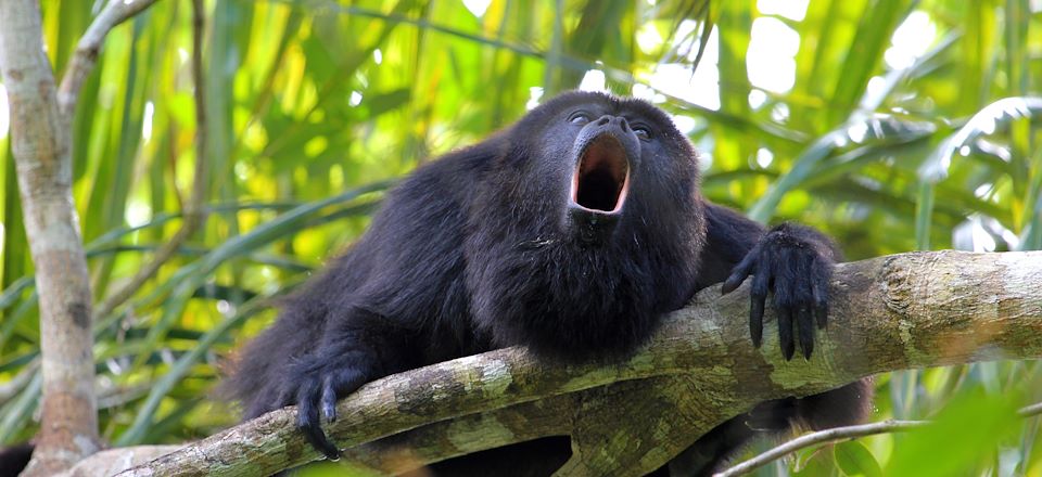 Séjour au Belize entre randonnée dans la jungle maya de San Ignacio & découverte des récifs coralliens des Caraïbes à Caye Caulker