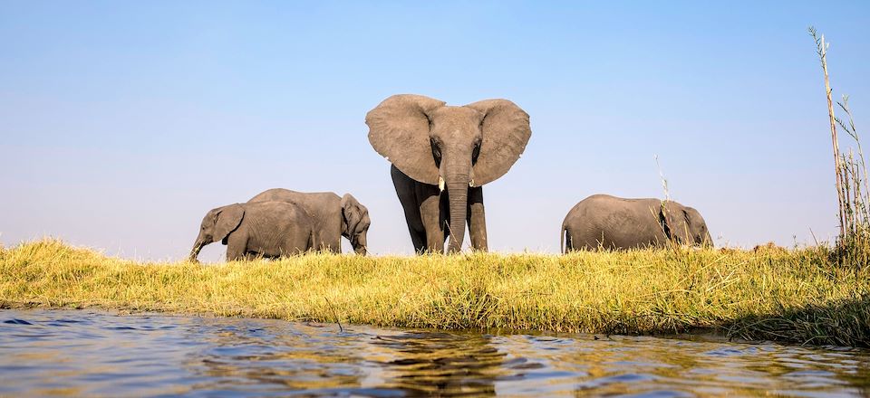 Les plus beaux parcs animaliers en Zambie, Botswana, Zimbabwe : South Luangwa, Lower Zambezi, Kafue,Chobe, Okavango, Hwange