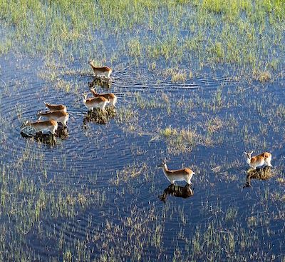 Voyage safari en 4x4 ouvert et en camp exclusif, pour une immersion totale au cœur des parcs et des paysages du Botswana