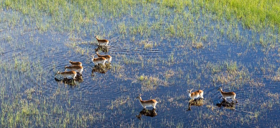 Voyage safari en 4x4 ouvert et en camp exclusif, pour une immersion totale au cœur des parcs et des paysages du Botswana