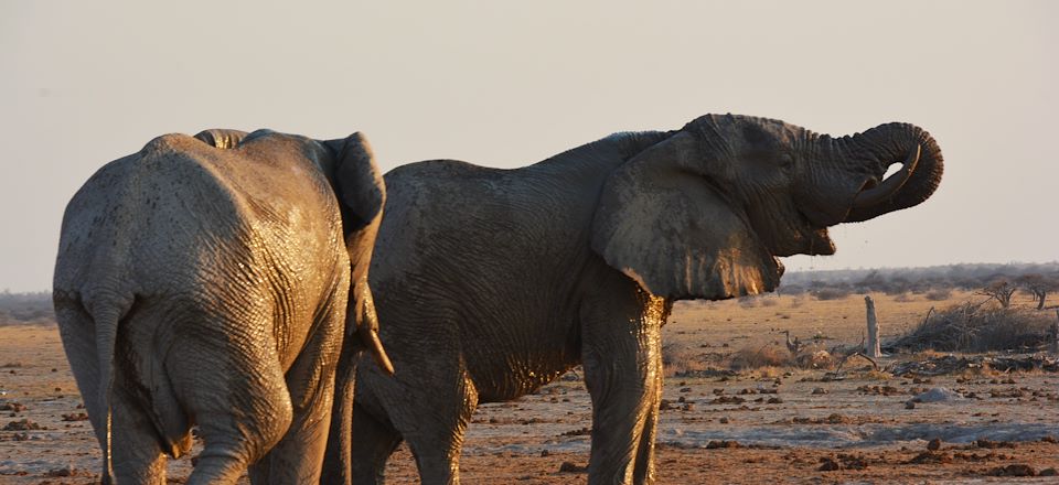 Voyage safari en camp amélioré avec sanitaires intégrés aux tentes : Chobe, Savuti, Moremi, Khwai et Delta de l'Okavango