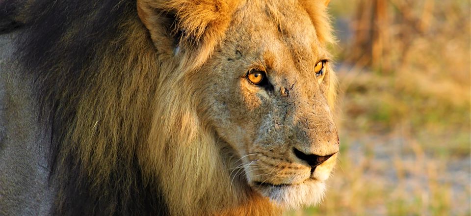 Voyage safari au Botswana en 4x4 avec guide français: Delta de l’Okavango, réserve de Moremi, Savuti et parc national de Chobe