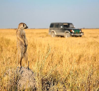 Autotour en 4x4 avec tente de toit au Botswana, safari de l’Okavango à Chobe et observation des suricates dans la région des pans.