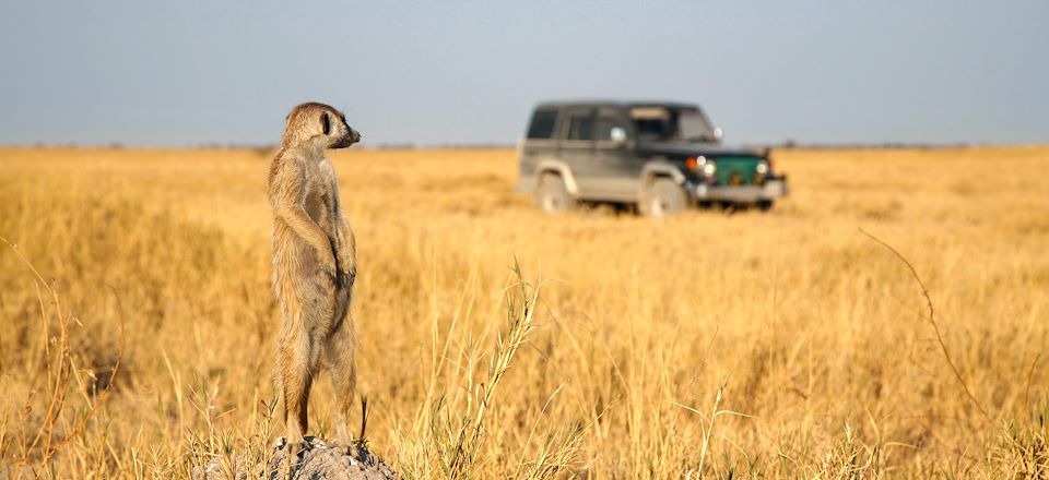 Autotour en 4x4 avec tente de toit au Botswana, safari de l’Okavango à Chobe et observation des suricates dans la région des pans.